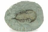 Bargain, Trilobite (Pseudosaukianda) - Issafen, Morocco #233332-1